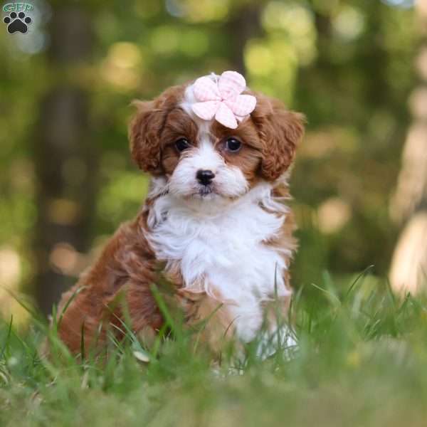 Angela, Cavapoo Puppy